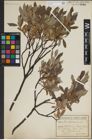 Foto von Salix lapponum L.